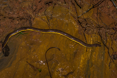 Ichthyophis beddomei