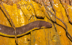 Ichthyophis beddomei