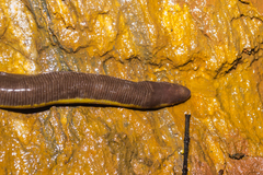 Ichthyophis beddomei