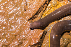 Ichthyophis beddomei