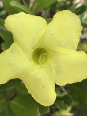 Pentalinon luteum