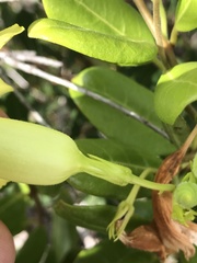 Pentalinon luteum