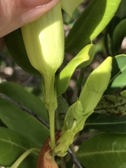 Pentalinon luteum
