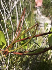 Pentalinon luteum