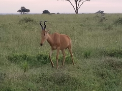 Alcelaphus buselaphus lelwel