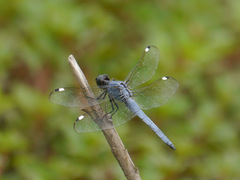 Libellula cyanea