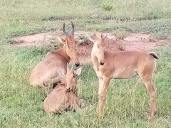 Alcelaphus buselaphus lelwel