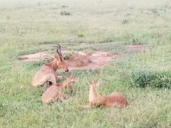 Alcelaphus buselaphus lelwel