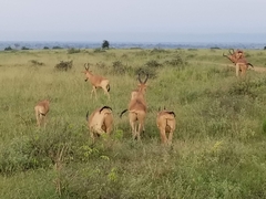 Alcelaphus buselaphus lelwel