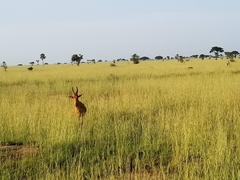 Alcelaphus buselaphus lelwel