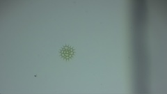 Hydrodictyaceae