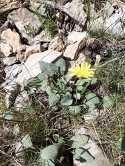 Crepis pygmaea