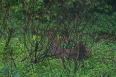 Galloperdix spadicea