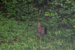 Galloperdix spadicea