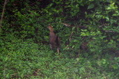 Galloperdix spadicea