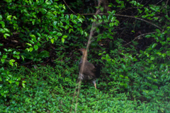 Galloperdix spadicea