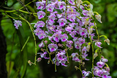 Aerides maculosa