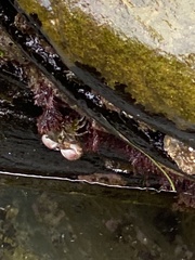 Romaleon antennarium