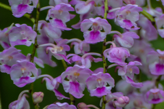 Aerides maculosa