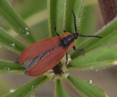 Lycus sanguinipennis