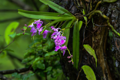 Aerides maculosa