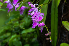 Aerides maculosa