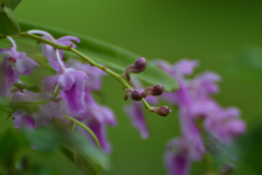 Aerides maculosa