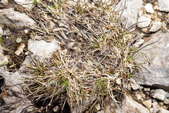 Festuca quadriflora