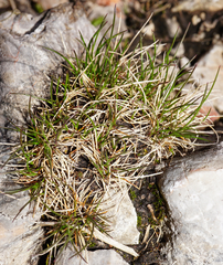 Festuca quadriflora