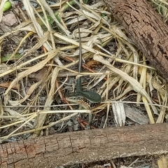 Trachylepis perrotetii