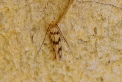 Eudarcia