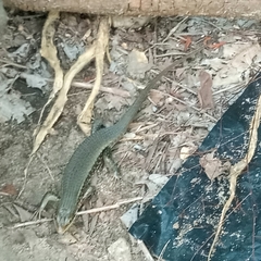 Trachylepis perrotetii