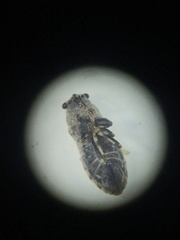 Phlegyas abbreviatus