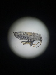 Phlegyas abbreviatus