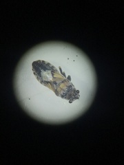 Phlegyas abbreviatus