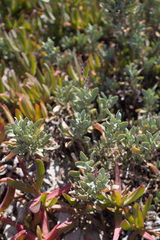 Limoniastrum monopetalum