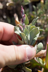Limoniastrum monopetalum