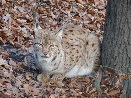 Eurasian Lynx