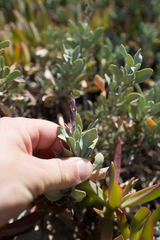 Limoniastrum monopetalum