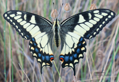 Papilio machaon oregonius
