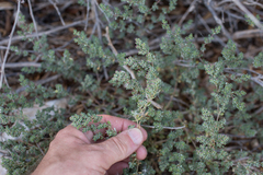 Frankenia pulverulenta