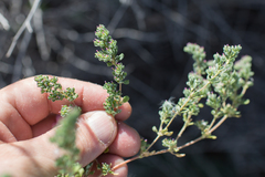 Frankenia pulverulenta