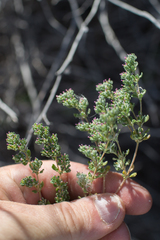 Frankenia pulverulenta