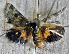 Schinia obscurata