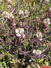 Chloropyron maritimum maritimum