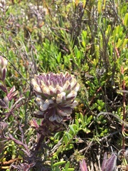 Chloropyron maritimum maritimum