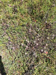 Chloropyron maritimum maritimum