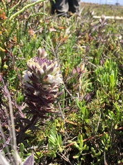 Chloropyron maritimum maritimum