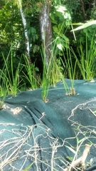 Chrysopogon nigritanus