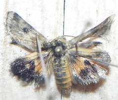 Schinia obscurata